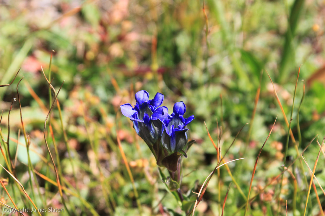 Image #200, Original IMG_4902, September 01, 2014, 1/125 sec at f / 5.6, , , ISO 160, Copyright: James Slaten