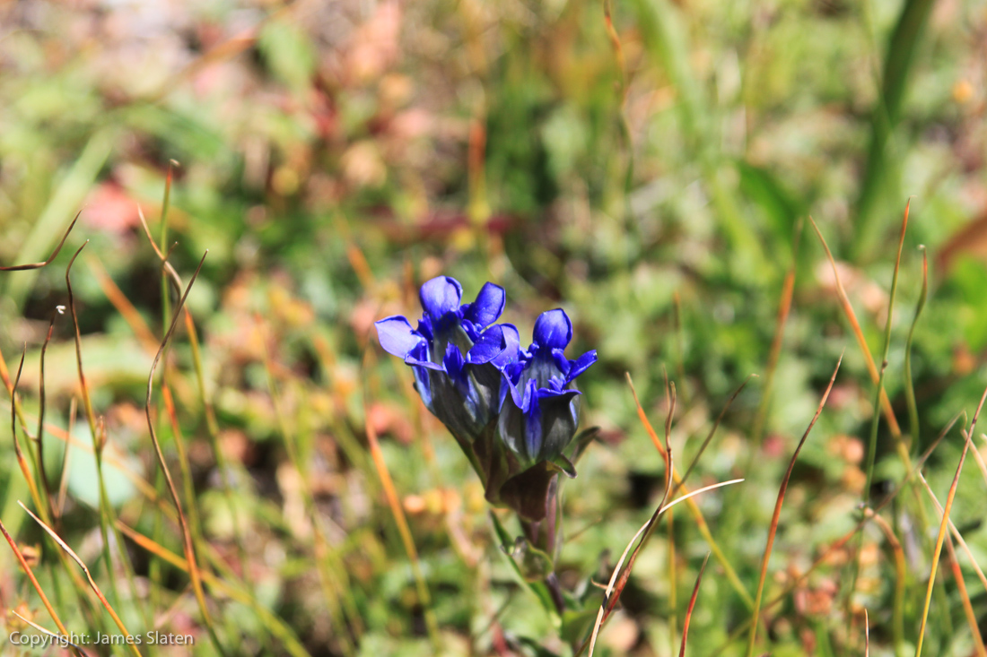 Image #201, Original IMG_4903, September 01, 2014, 1/125 sec at f / 5.6, , , ISO 160, Copyright: James Slaten