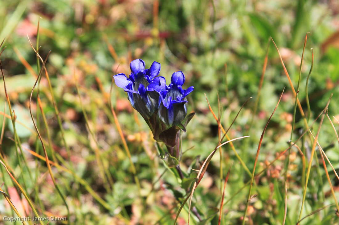 Image #202, Original IMG_4904, September 01, 2014, 1/125 sec at f / 5.6, , , ISO 160, Copyright: James Slaten